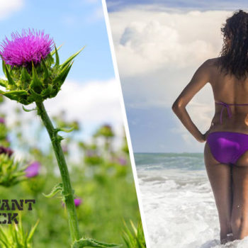 Could milk thistle help you lose weight?