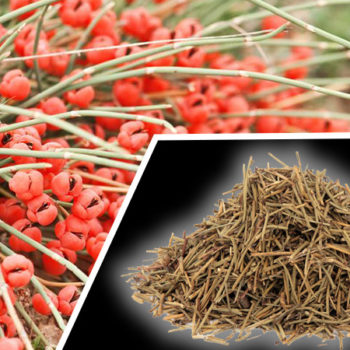 Is Ephedra Safe?: The Side Effects