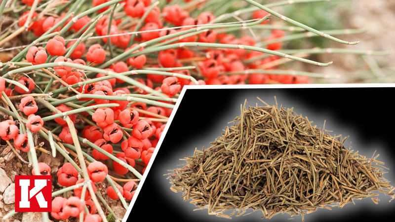 Is Ephedra Safe?: The Side Effects