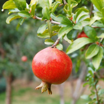 Can Pomegranate Boost Health and Fat Loss?