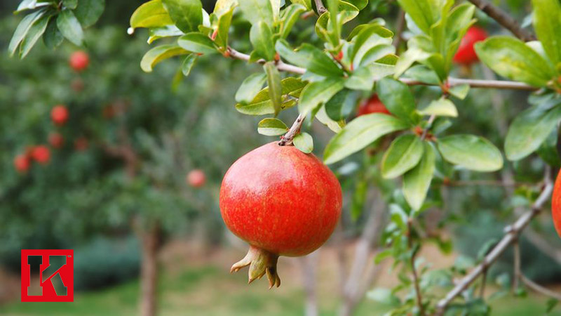 Can Pomegranate Boost Health and Fat Loss?