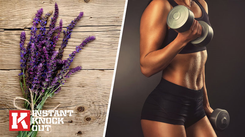 Is Salvia Root Good for Fat Loss?