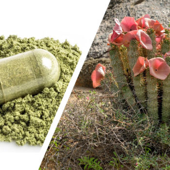 Does Hoodia Gordonii Boost Fat Loss?