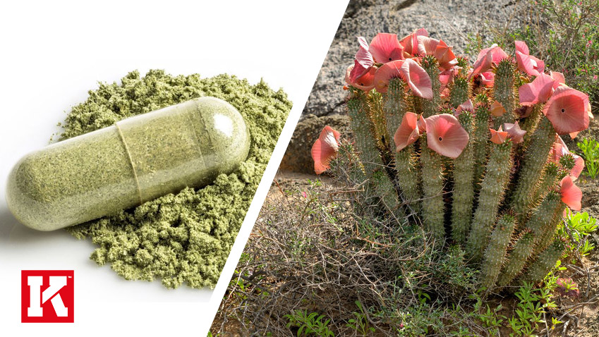 Does Hoodia Gordonii Boost Fat Loss?