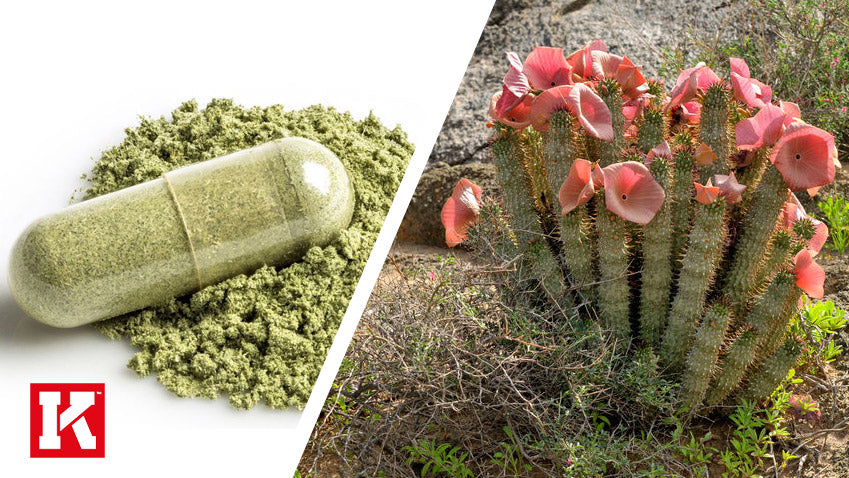 Does Hoodia Gordonii Boost Fat Loss?